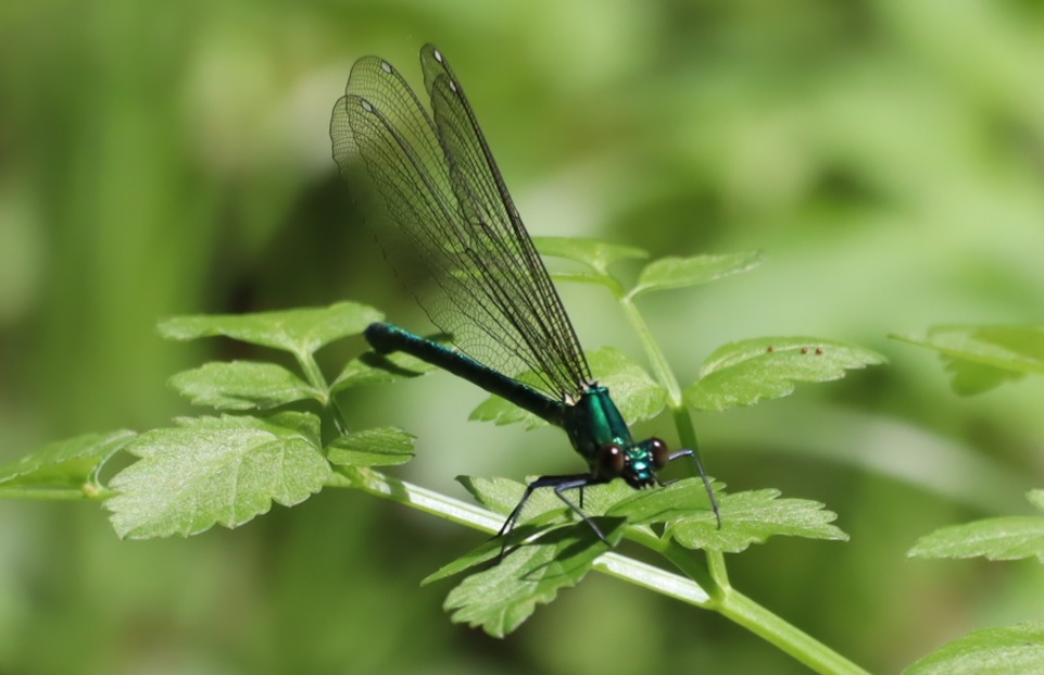 里山 H 山際の水溜まり_アサヒナカワトンボ _2022年4月27 12時頃_気温25度
